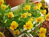 DSC06122_�ӥ���Ʊۤ���