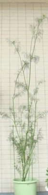 200704_¥Ç¥£¥ë_¹â¤µ170cm¤Û¤É¤Ë
