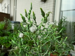 R0010115_�����ǥ�쥿���ߥå���������