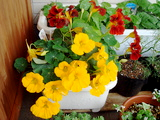 �ʥ���������_200704