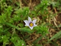 DSC04628_雑草_ニワゼキショウの花