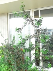 R0010739_���꡼�֤θ���