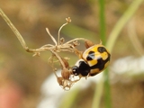 DSC05728_�ߥˤƤ�Ȥ���
