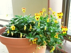 R0010628_�Ʊۤ��ӥ���