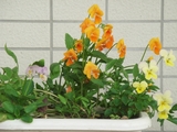 �ӥ��餳�ܤ��2��ã_1