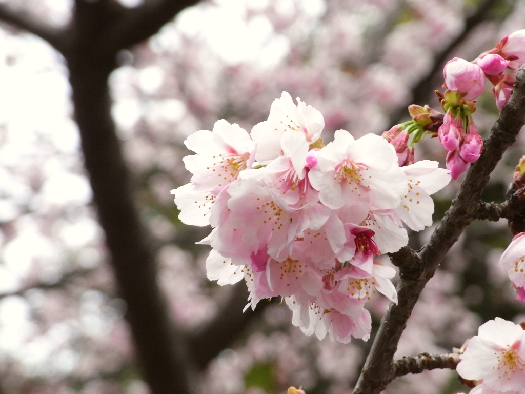 R0015347_上野公園の大寒桜_20090228