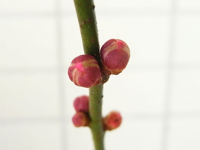 R0022645_梅のつぼみ_20100123