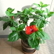 R0019172_�ϥ��ӥ�����_20090714