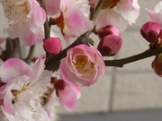 R0015359_����ŷ���ߤޤĤ����ä����ߺ���΢�β�