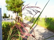 R0011729_���λ���3_��饵���ҥ����Ф�