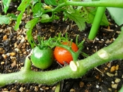 R0018022_�ߥ˥ȥޥȤ��֤���_20090530