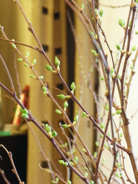 R0023392_�ҥȥ��Υ˥略����Υĥܥ�_20100306
