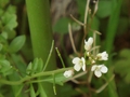 DSC03317_雑草の春_タネツケバナの花.jpg