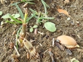 DSC03296_雑草の春_鬩ぎ合い.jpg