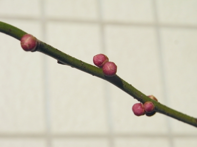 R0022552_梅の花芽_20100116