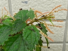 R0010520_���饯����