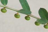 ��ο�ʪ_20071109