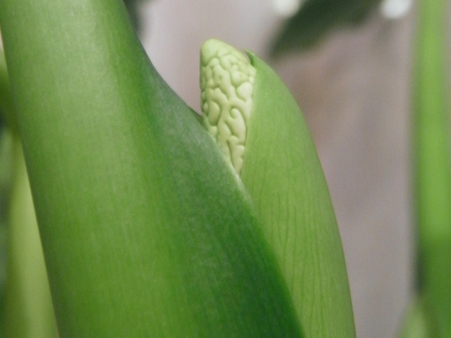 R0022756_クワズイモの花芽_20100204