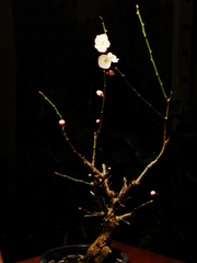 R0022763_�ߤγ���_20100204