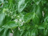�Х��볫��