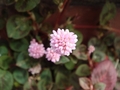 DSC04186_雑草_ヒメツルソバの花