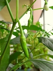R0010914_謎のナス科植物の実