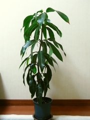 R0018760_�ޥ󥴡��⤵80cm_20090701