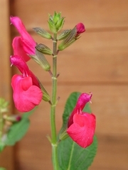 R0010681_¿ʬ�����꡼�������β�
