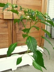 R0010901_謎のナス科植物の全体像