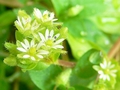 P1020597_雑草の春_ハコベの花.jpg