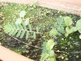 ��ο�ʪ_20070811