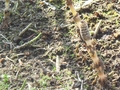 DSC03295_雑草の春_土筆の行列.jpg