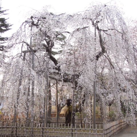 R0016182_真間山弘法寺の伏姫桜2