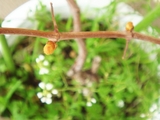 DSC03364_�֥ɥ��ο����Ĥ��.jpg