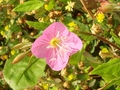 DSC05292_雑草_夕化粧の花