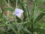 �ץ󥿥�å�β�