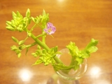 DSC03204_多分聖護院大根の花.jpg