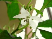 R0010918_謎のナス科植物の花