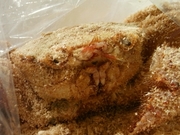 R0014947_�̶��建�γ褭�ӳ�