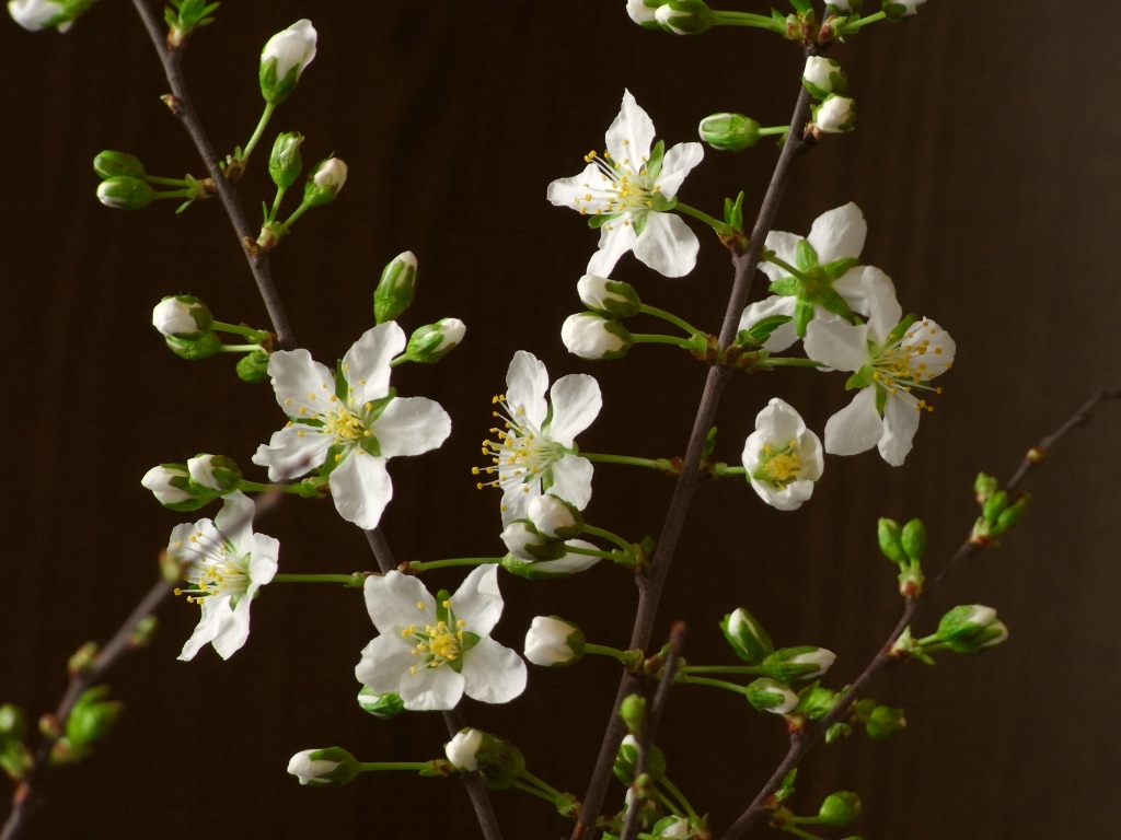 R0015955_ヒトエニワザクラ開花_20090328