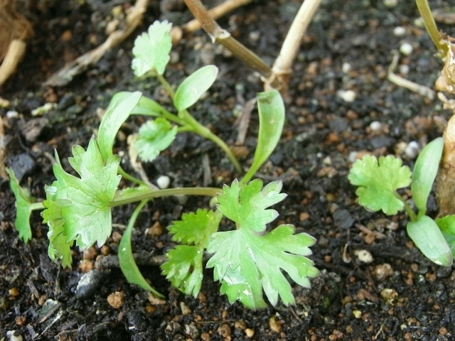R0022635_パクチーこぼれ種発芽_20100123