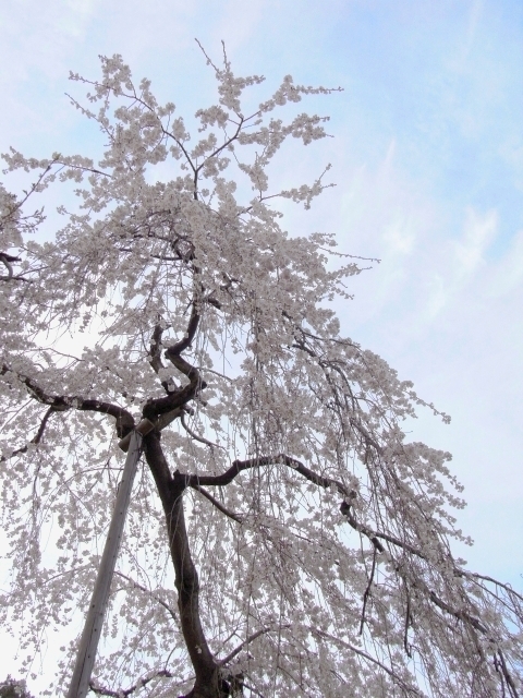 R0016184_真間山弘法寺の伏姫桜2