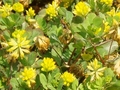 DSC05290_雑草_コメツブツメクサの花