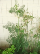 DSC03989_�ǥ���������