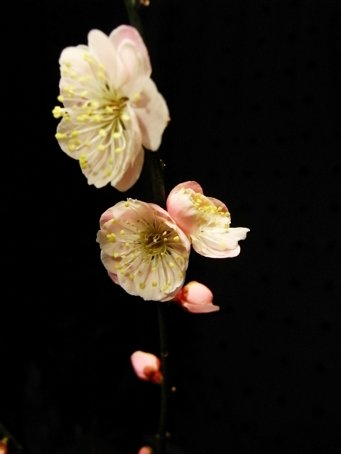 R0022773_梅の開花_20100204