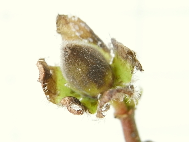 R0022631_花オクラのつぼみ_20100123