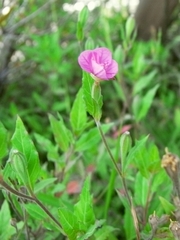 R0011737_���λ���7_�楦�����祦��