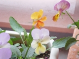 �ӥ���Ʊۤ���