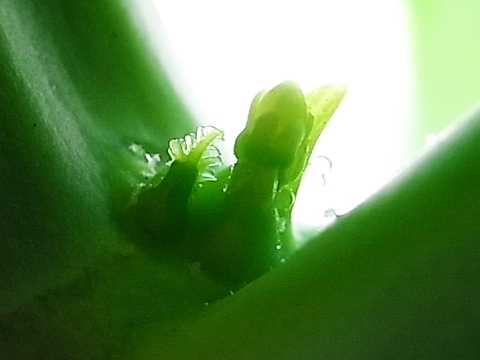 R0010099_今度こそパパイヤの花芽か