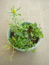 DSC03515_七草栽培中